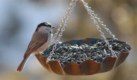 10 Best Bird Feeding Tips - Cofer's Home & Garden