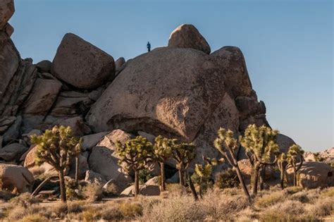 Cap Rock (Joshua Tree National Park) - 2020 All You Need to Know BEFORE You Go (with Photos ...