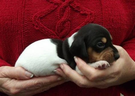 1000+ images about Piebald Dachshund Puppies on Pinterest | Miniature ...