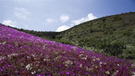 World's driest desert Atacama is blooming following heavy rains ...