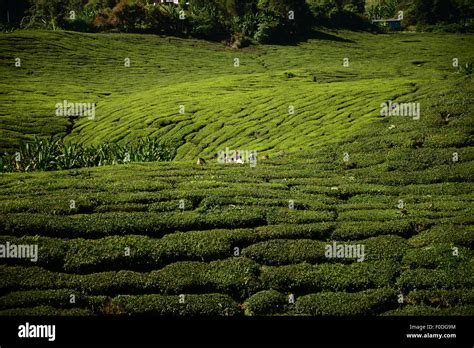 Boh Tea Plantation in Cameron Highlands Malaysia Stock Photo - Alamy