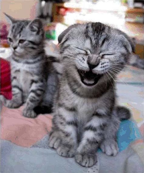 10 World's Very Happiest Animals | Funny Animals