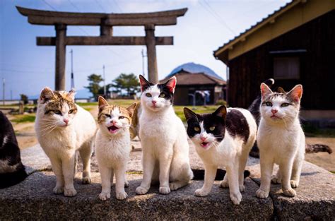 10 Animal Sounds in Japanese Words