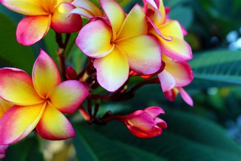 Plumeria Rubra Temple Plant Flower - Free photo on Pixabay - Pixabay