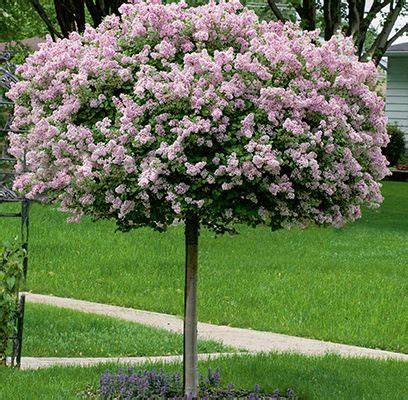 Dwarf Korean Lilac - Tree Form - Trees Today Nursery