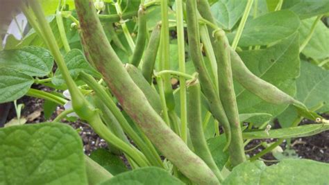 Five Easy Bush Bean Varieties for the Home Grower | HubPages