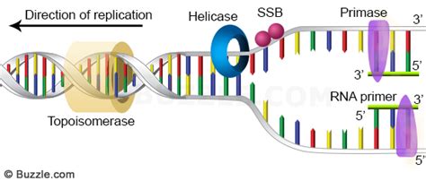 A Primer on DNA and DNA Replication | Leaders in Pharmaceutical ...