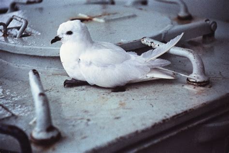 Snow Petrel | Antarctica NZ