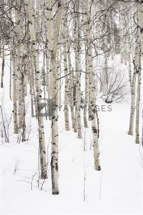 Royalty Free Image | Aspen trees in winter. by iofoto