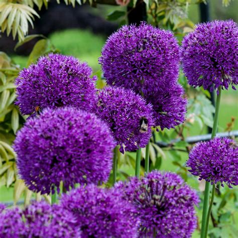 Buy allium Allium hollandicum 'Purple Sensation': Delivery by Crocus