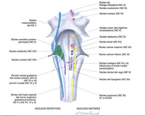 Anatomía: Pares craneales