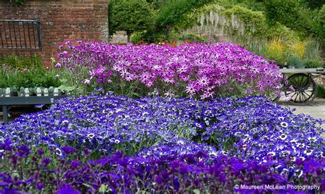 Crocus at Dorney Court