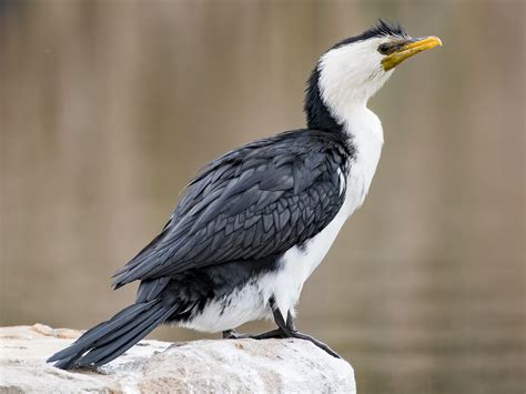 Little Pied Cormorant – Profile | Traits | Facts | Habitat | Breeding - BirdBaron