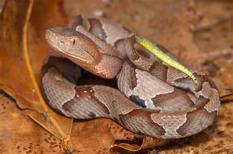 Northern Copperhead by Derek Thornton | Reptiles and amphibians ...