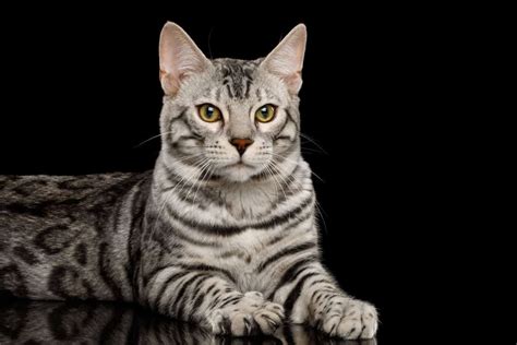 Discover The Silver Bengal Cat: Facts, Features, And More - Cat Bytes