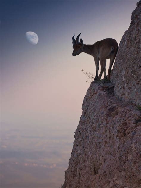 32 Photos That Prove Goats Are the World's Best Climbers