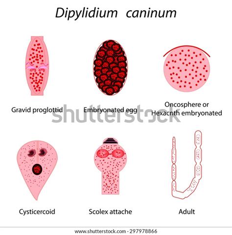 Dipylidium Caninum: Over 1 Royalty-Free Licensable Stock Vectors ...