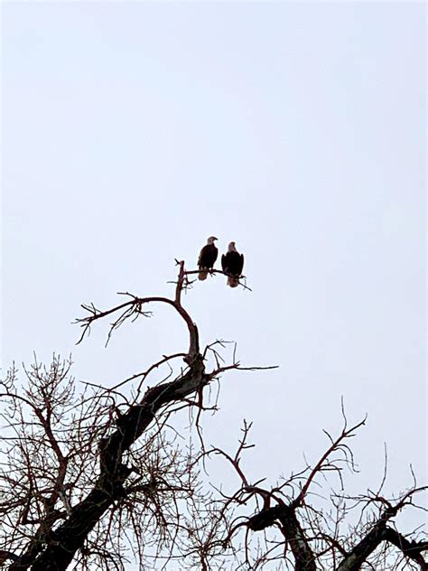 Bald eagles - mating pair : r/birding