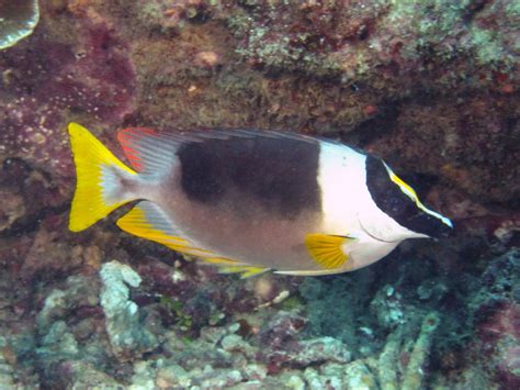 Rabbitfishes | Thai Scuba