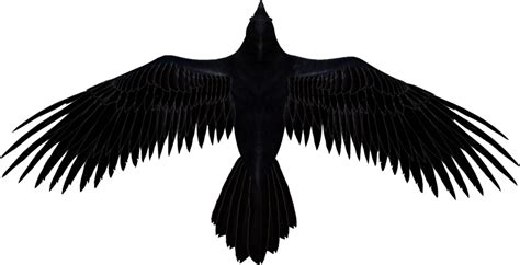 Some Interesting Facts About Raven | Raven flying, Black bird tattoo, Raven tattoo