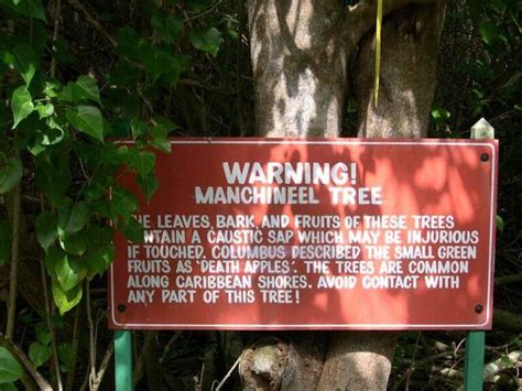 Why The Manchineel Tree Is The Deadliest In The World