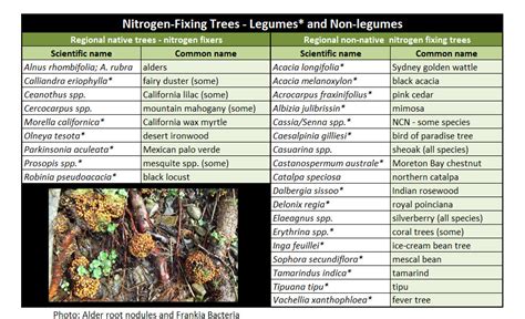 TREES, PLEASE: Trees of Life and Faux (Nitrogen) Fixes