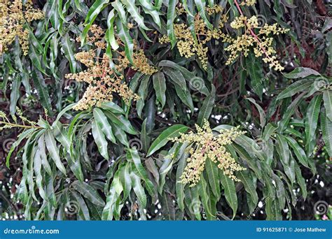 Flowering Mango Tree stock image. Image of agriculture - 91625871