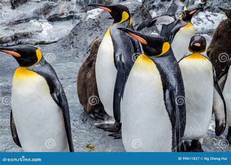 Penguins at Asahiyama Zoo. stock image. Image of cute - 99611827