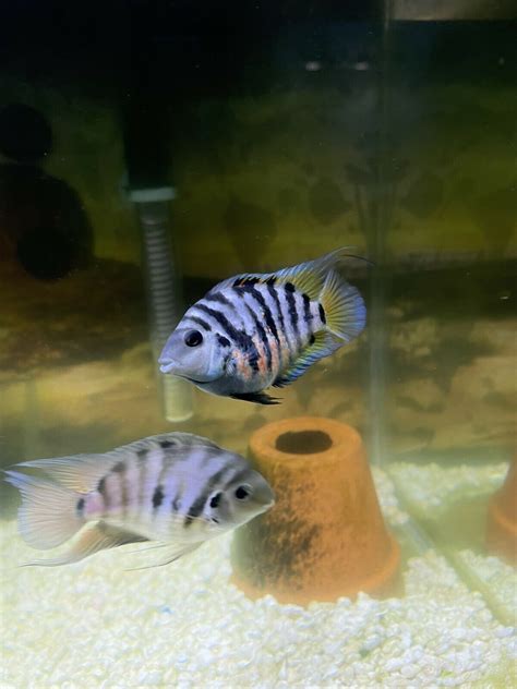 Polar Blue Parrot Cichlid Breeding Pair High Quality Colorful(qty2 ...