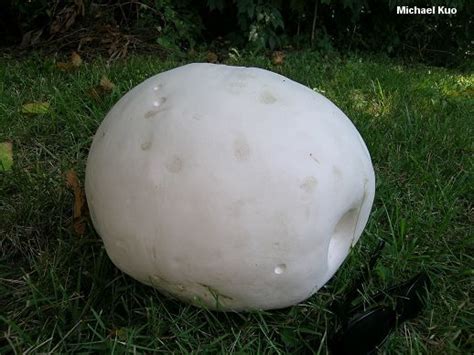 found it / eat it : Calvatia gigantea | Stuffed mushrooms, Puffball mushroom, Edible mushrooms