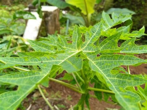 Papaya leaves. stock image. Image of leaf, flora, season - 17857033