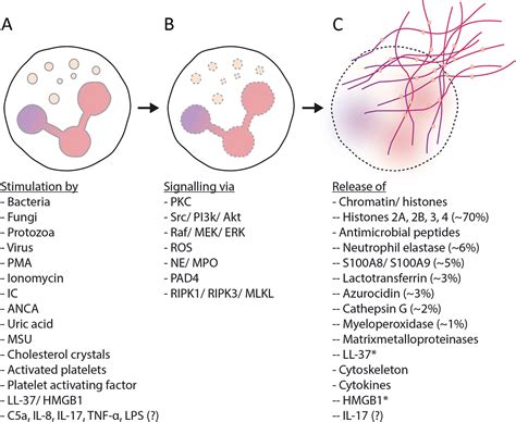 Mechanism Of Neutrophil Extracellular Traps Release Neutrophils Are | SexiezPix Web Porn