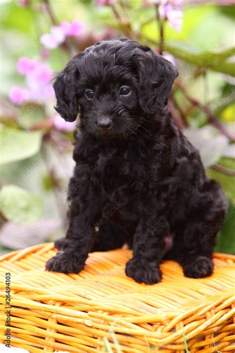 What Is A Cocker Spaniel Cross Poodle