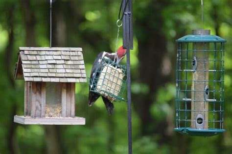 Cleaning Your Bird Feeder Dos and Don’ts – Chirp Nature Center