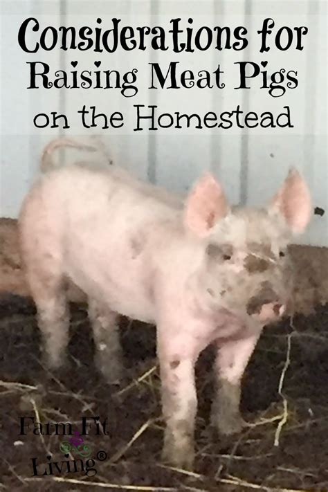 Raising Meat Pigs on the Homestead | Farm Fit Living