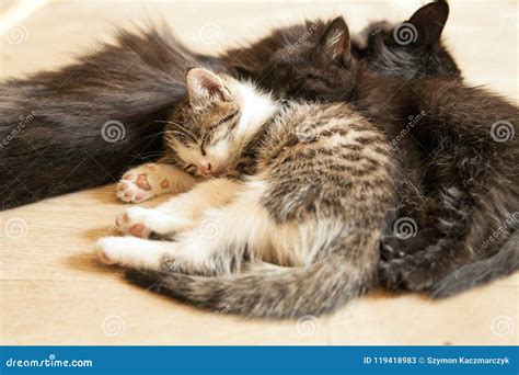 The Little Kitten Sleeps with Her Mother and Young Kittens. Stock Image - Image of home ...