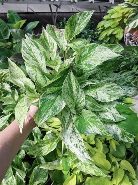 Marble Queen Pothos: Unleashing the Power of this Air-Purifying Plant