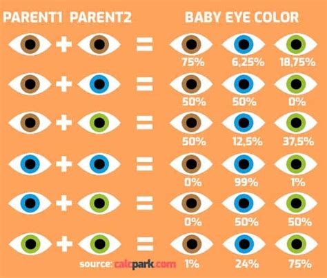 Punnett Square Calculator Eye Color