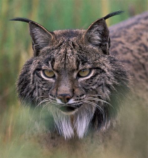 Iberian lynx - Lynx pardinus - (Temminck, 1827)