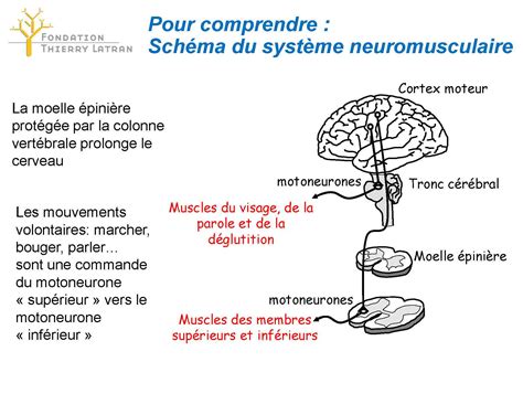 La Maladie De Charcot Symptome - img-Bae