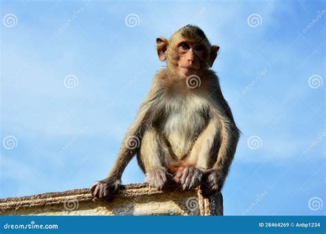 Urban Monkey stock image. Image of cityscape, outdoor - 28464269