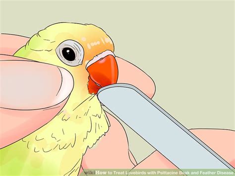 3 Ways to Treat Lovebirds with Psittacine Beak and Feather Disease