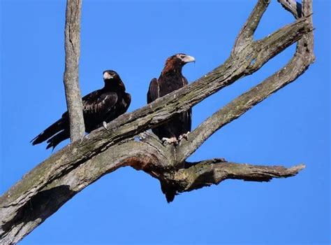 Wedge-Tailed Eagle - Facts, Diet, Habitat & Pictures on Animalia.bio