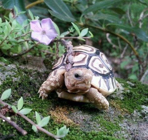 Baby leopard tortoise | Leopard tortoise, Baby leopard, Tortoise