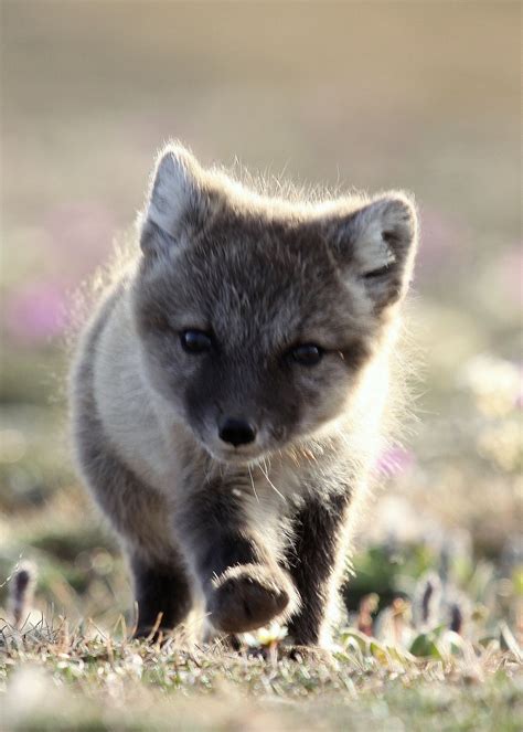 Arctic Fox pup | Fox pups, Animal planet, Arctic fox