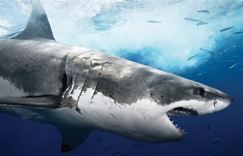 Wallpapers Box: The Great White Shark Hi-Def Wallpapers