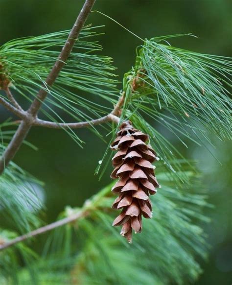 A simafenyő (Pinus strobus) gondozása - CityGreen.hu | White pine tree, Maine flowers, Eastern ...