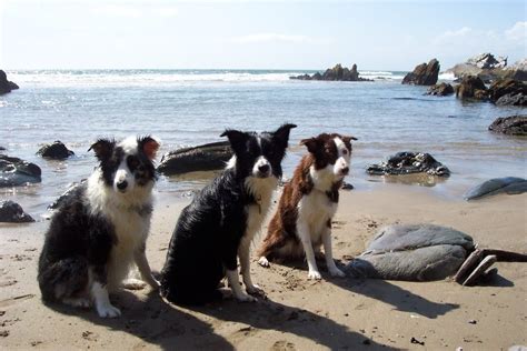 Dog friendly beaches near by. | Dog friendly beach, Dog friends ...