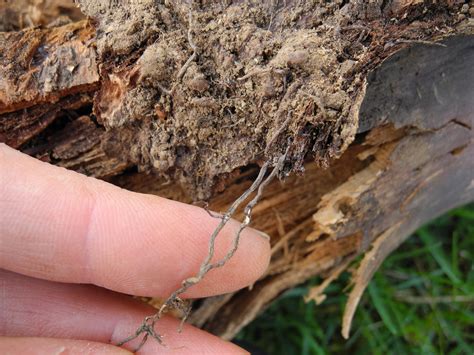 Armillaria Root Rot (Shoestring Rot) | Tree Integrated Pest Management