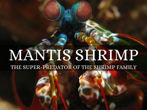 Mantis Shrimp by evee987